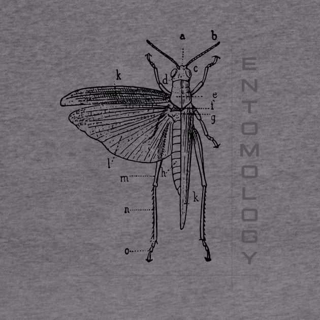 Entomology by swirlydesign